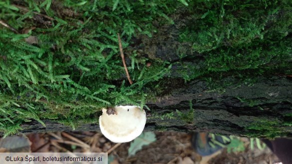 Trametes gibbosa