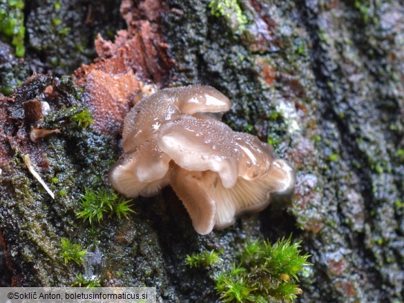 Hohenbuehelia atrocoerulea