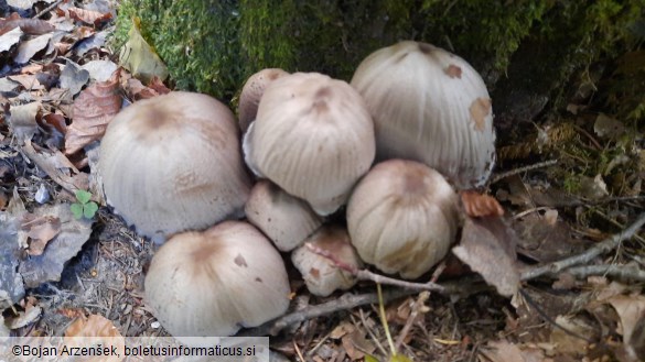 Coprinopsis atramentaria