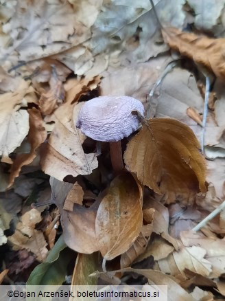 Mycena rosea