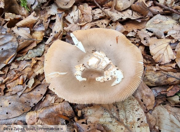 Amanita fulvoides