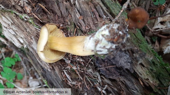 Tricholoma sulphureum