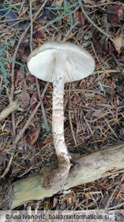 Amanita porphyria