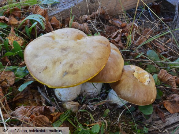 Hemileccinum impolitum