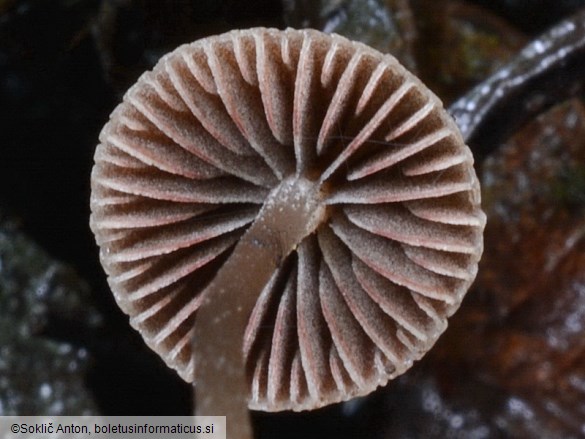 Psathyrella pseudogracilis