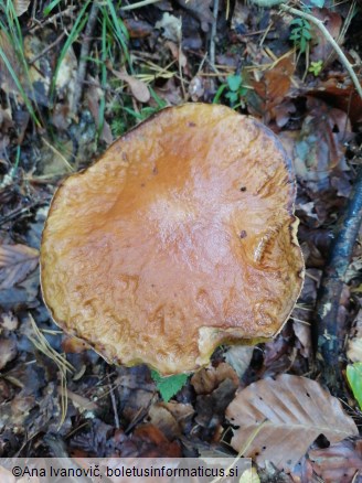 Boletus edulis