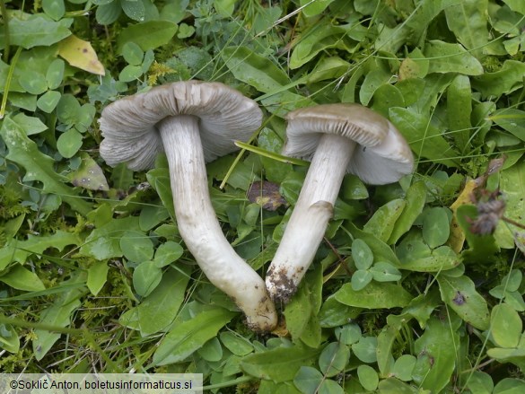 Entoloma ochreoprunuloides