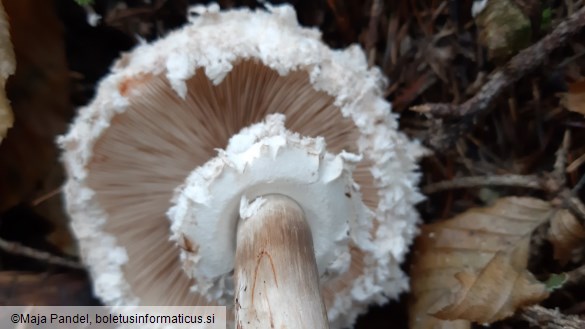 Chlorophyllum olivieri