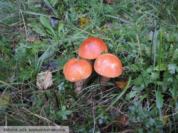 Leccinum aurantiacum