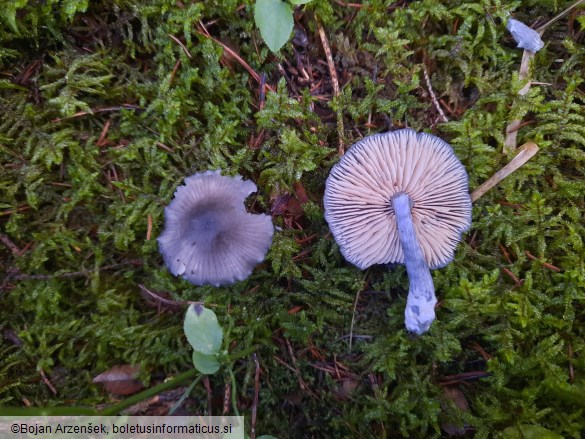 Entocybe nitida