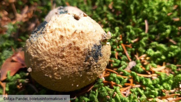 Boletus cyanescens