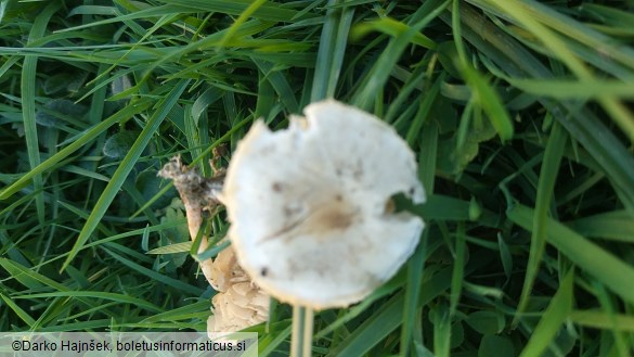 Marasmius collinus