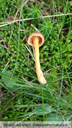 Cantharellus tubaeformis