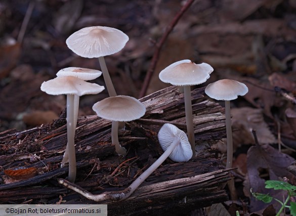 Mycena galericulata