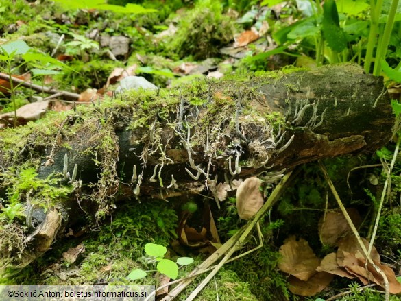 Xylaria longipes