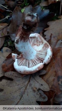 Hygrophorus russula