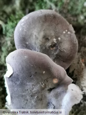 Russula grisea