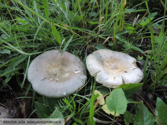 Russula stenotricha