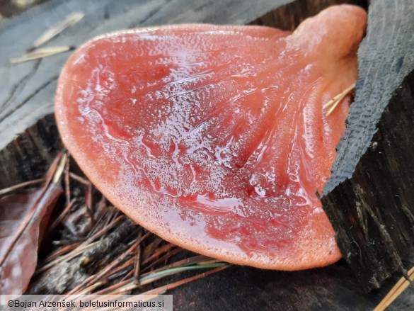 Fistulina hepatica