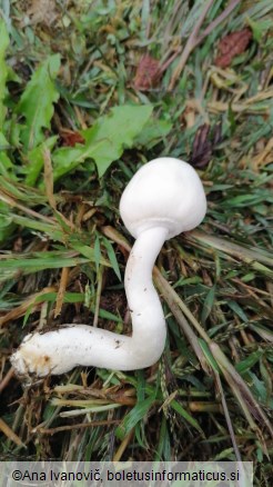 Leucoagaricus leucothites