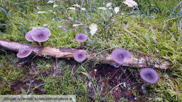 Pseudoclitocybe cyathiformis