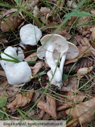 Lyophyllum connatum