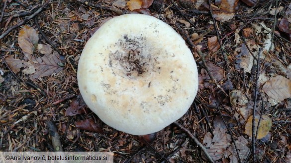 Lactarius vellereus