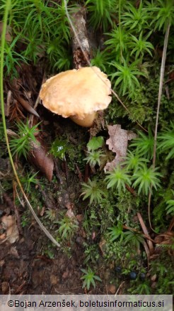 Cantharellus cibarius