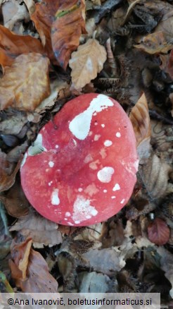 Russula lepida