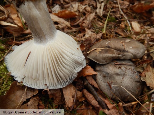 Hygrophorus marzuolus