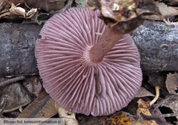 Mycena pelianthina