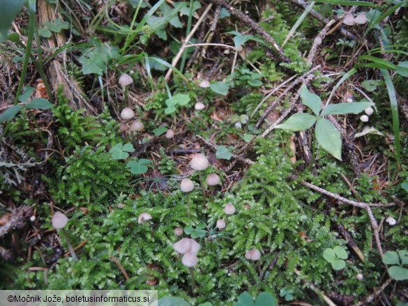 Mycena sanguinolenta