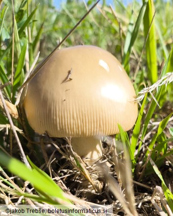 Amanita crocea