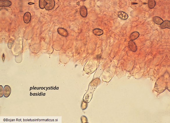 Psathyrella clivensis