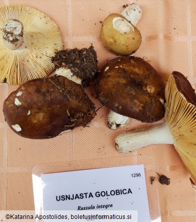 Russula integra