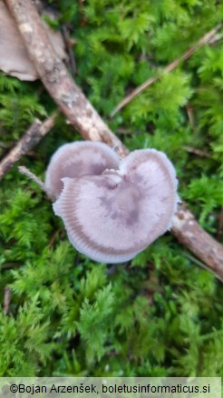 Mycena pura