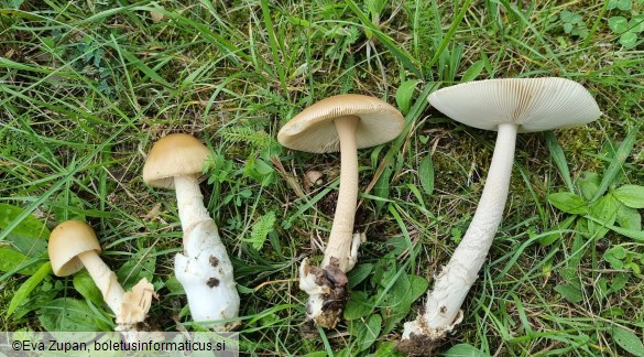 Amanita sublividopallescens