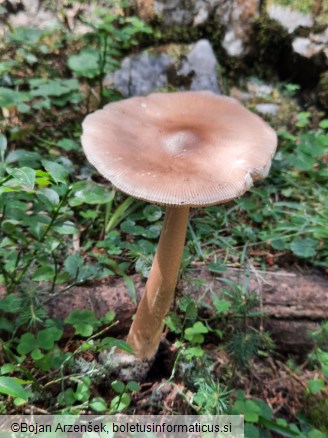 Amanita submembranacea