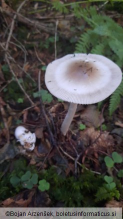 Amanita battarrae