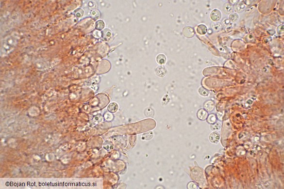 Resupinatus striatulus