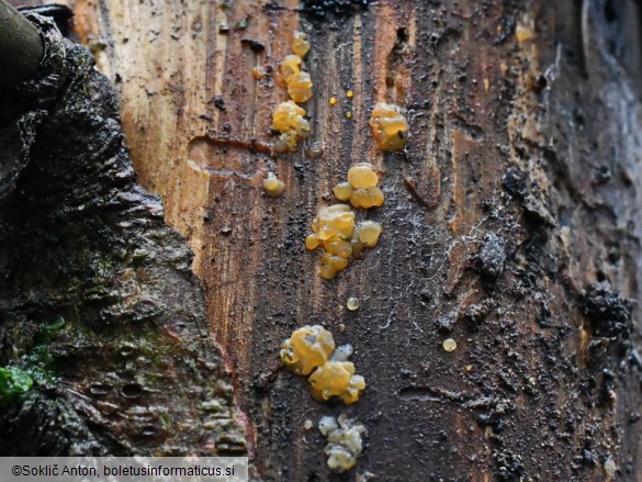 Dacrymyces stillatus