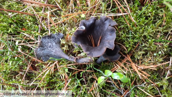 Craterellus cornucopioides