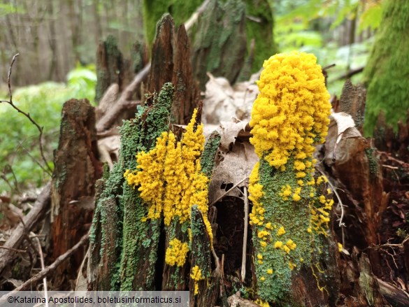 Physarum polycephalum