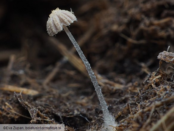 Coprinopsis cerkezii