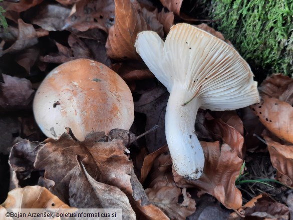 Hygrophorus pudorinus