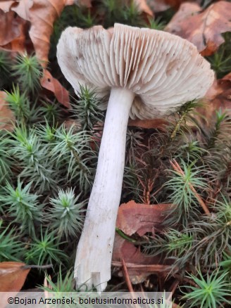 Tricholoma virgatum