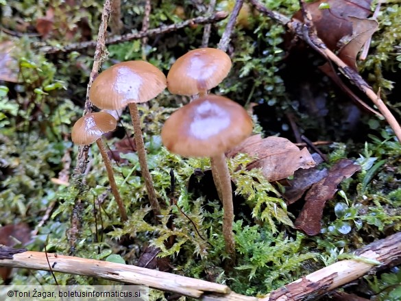 Psilocybe medullosa