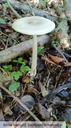 Amanita vaginata