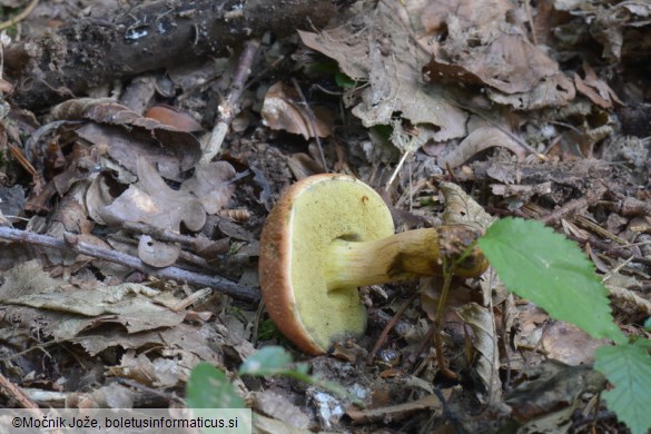 Rheubarbariboletus armeniacus