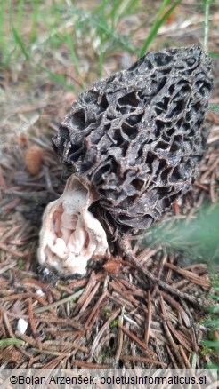 Morchella vulgaris